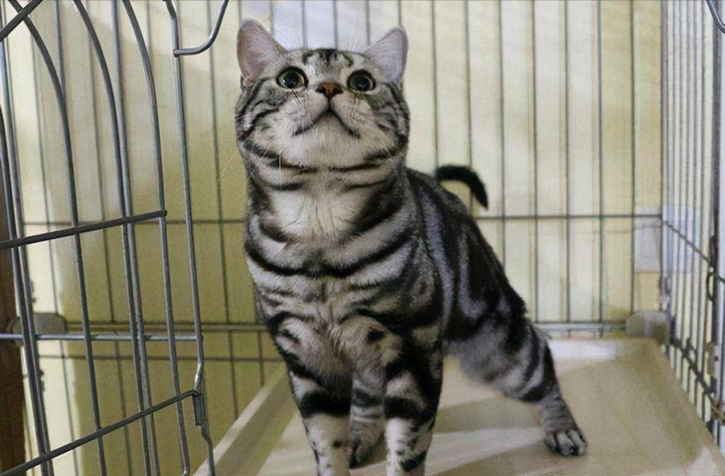 纯种美短猫”的6大特征有哪些？原来很多人养的都是串串(图7)