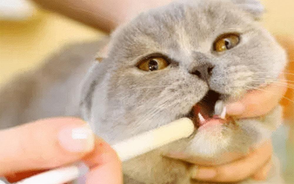 养猫经验：猫咪驱虫一次多少钱？猫咪驱虫需要准备什么？(图1)