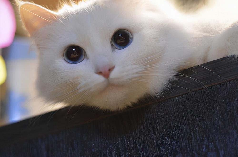 养猫经验：猫咪驱虫一次多少钱？猫咪驱虫需要准备什么？(图2)