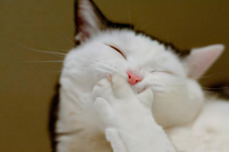 养猫经验：猫咪驱虫一次多少钱？猫咪驱虫需要准备什么？(图4)