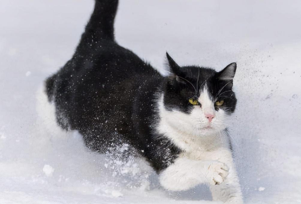 养猫经验：猫咪驱虫一次多少钱？猫咪驱虫需要准备什么？(图3)