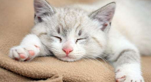 萌宠来了小奶猫被主人欺负，双眼泪汪汪让人瞬间软化，网友欠你一个影帝(图1)