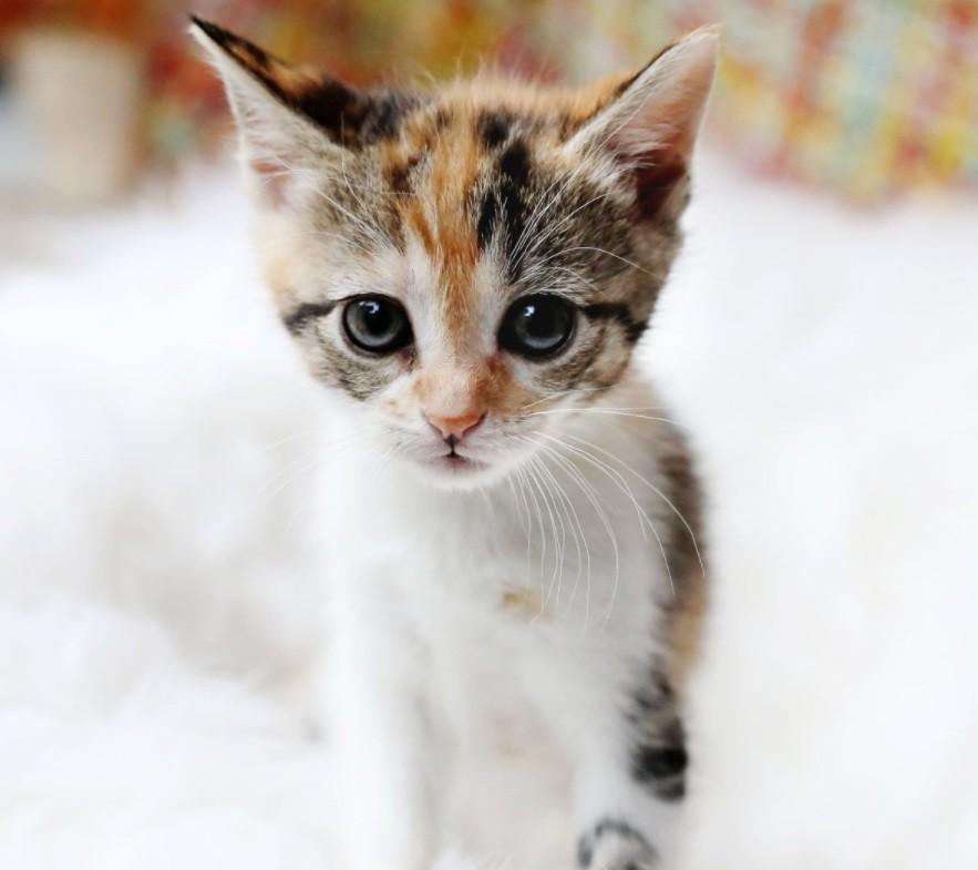 三个月猫咪隔几个小时喂一次？喂食时间和频率，你清楚吗？(图1)