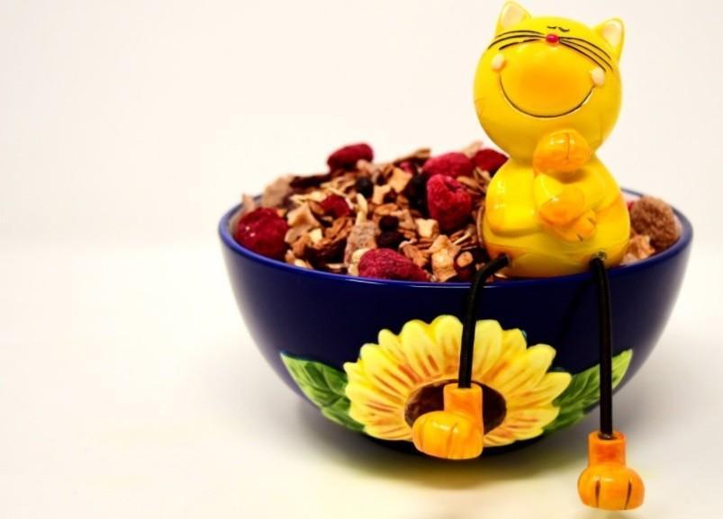 三个月猫咪隔几个小时喂一次？喂食时间和频率，你清楚吗？(图5)