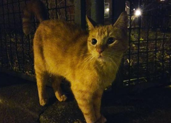 瘸腿橘猫上门求收养，吃相让人心疼，被救半个月后胖到压手(图2)