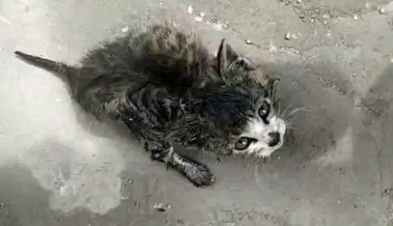 流浪小奶猫拦路求助，全身竟被人涂满胶水，无助的眼神让人心疼(图1)