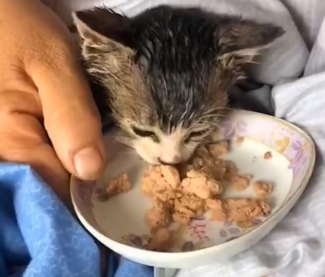 流浪小奶猫拦路求助，全身竟被人涂满胶水，无助的眼神让人心疼(图2)