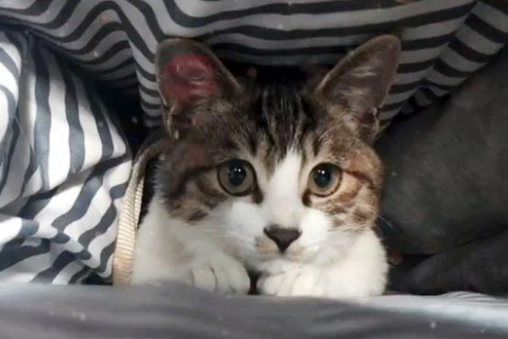 流浪小奶猫拦路求助，全身竟被人涂满胶水，无助的眼神让人心疼(图3)