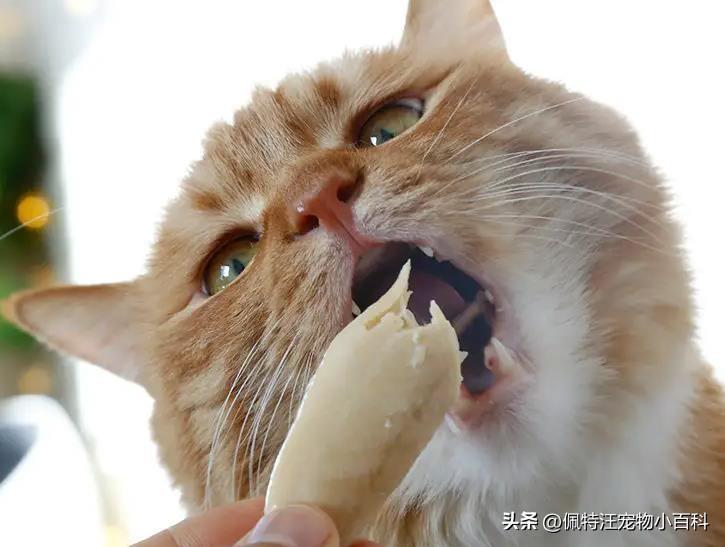 猫咪吃鸡胸肉多久喂一次？鸡胸肉能当猫咪的主食吗？(图1)