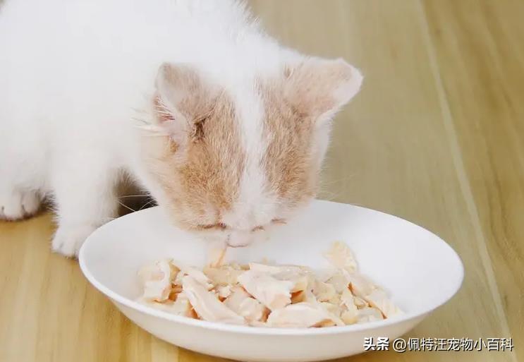 猫咪吃鸡胸肉多久喂一次？鸡胸肉能当猫咪的主食吗？(图2)