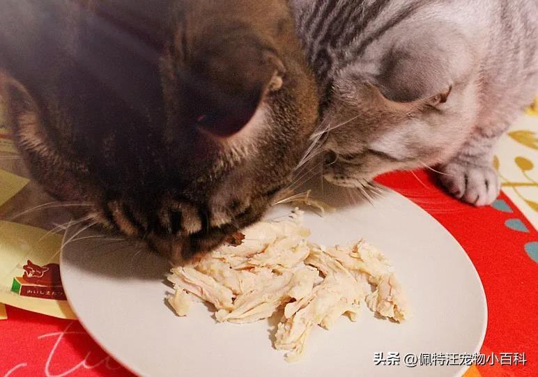 猫咪吃鸡胸肉多久喂一次？鸡胸肉能当猫咪的主食吗？(图3)