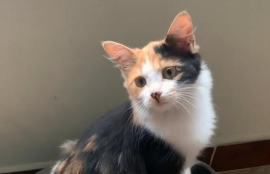 流浪猫赖上铲屎官，一路尾随到家，准备领养时，猫咪竟不见了(图2)