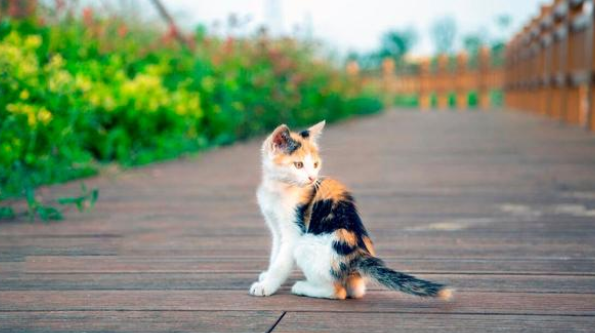 流浪猫赖上铲屎官，一路尾随到家，准备领养时，猫咪竟不见了(图3)