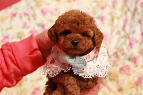 泰迪的耳朵大小跟体型没关系！想要标准体型，建议买半岁大小的！（泰迪耳朵大吗?）(图2)