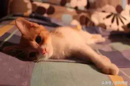 关于喂养奶猫的经验：照顾小奶猫的基本知识分享(图2)