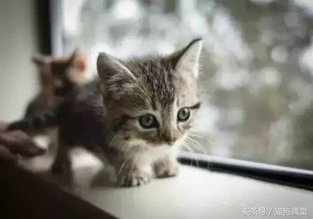 关于喂养奶猫的经验：照顾小奶猫的基本知识分享(图4)