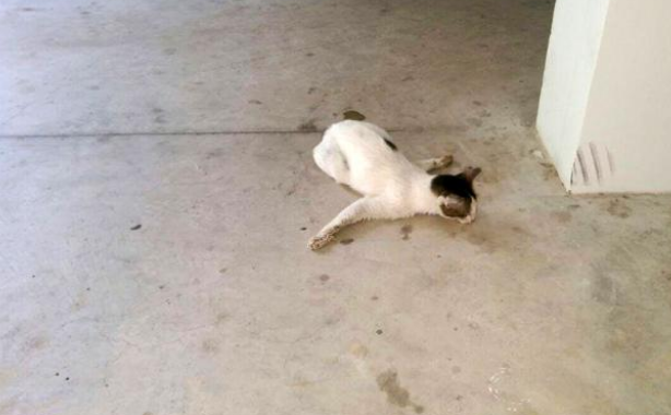 一直喂的小猫突然消失，被发现时奄奄一息，罪魁祸首竟是熊孩子(图3)