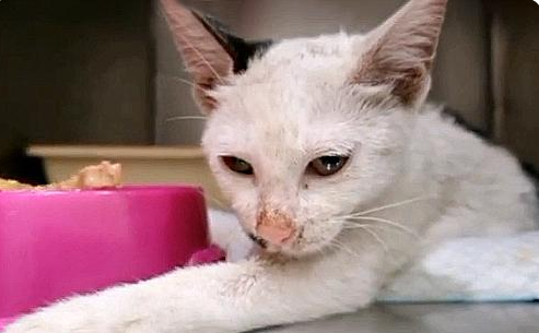 一直喂的小猫突然消失，被发现时奄奄一息，罪魁祸首竟是熊孩子(图4)