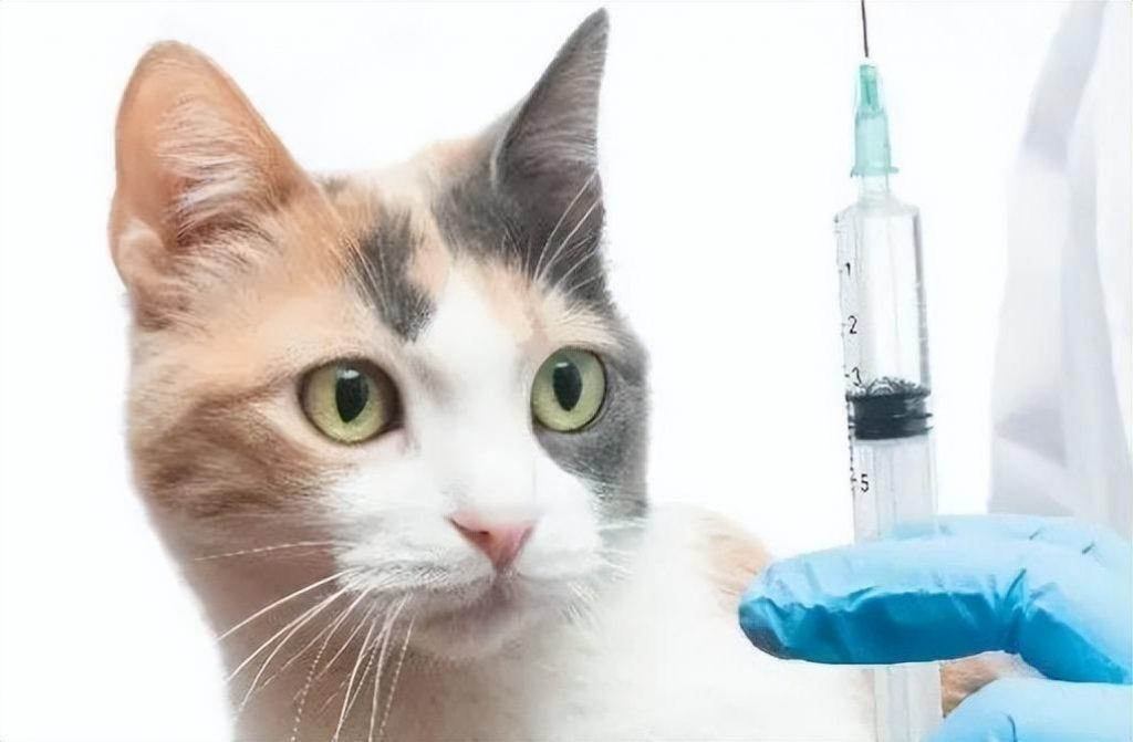 养一只猫一个月最少花多少钱？只要不生病，都能负担起(图4)