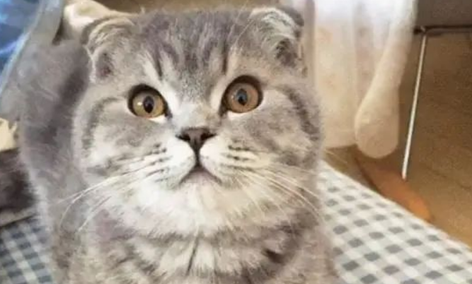 猫咪咬主人的手，牙齿掉落秒变脸！(图1)