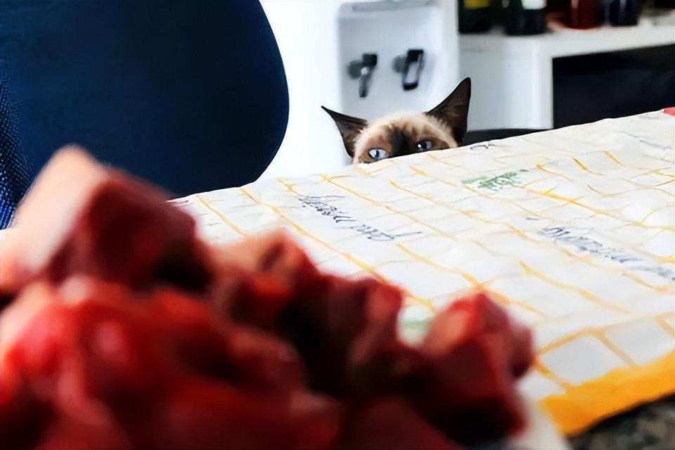 猫可以吃肝脏吗？营养成分分析吃多少肝脏才是有营养的(图2)