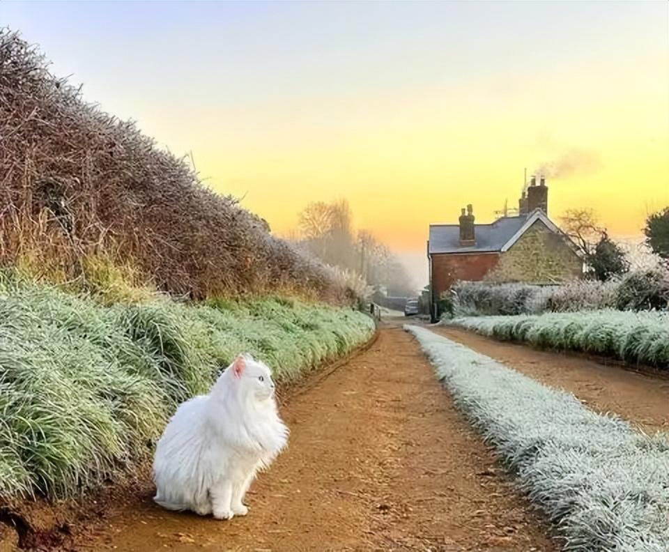 猫可以吃肝脏吗？营养成分分析吃多少肝脏才是有营养的(图3)