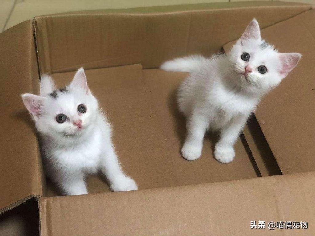 关于如何选择猫粮的疑问及建议(图2)