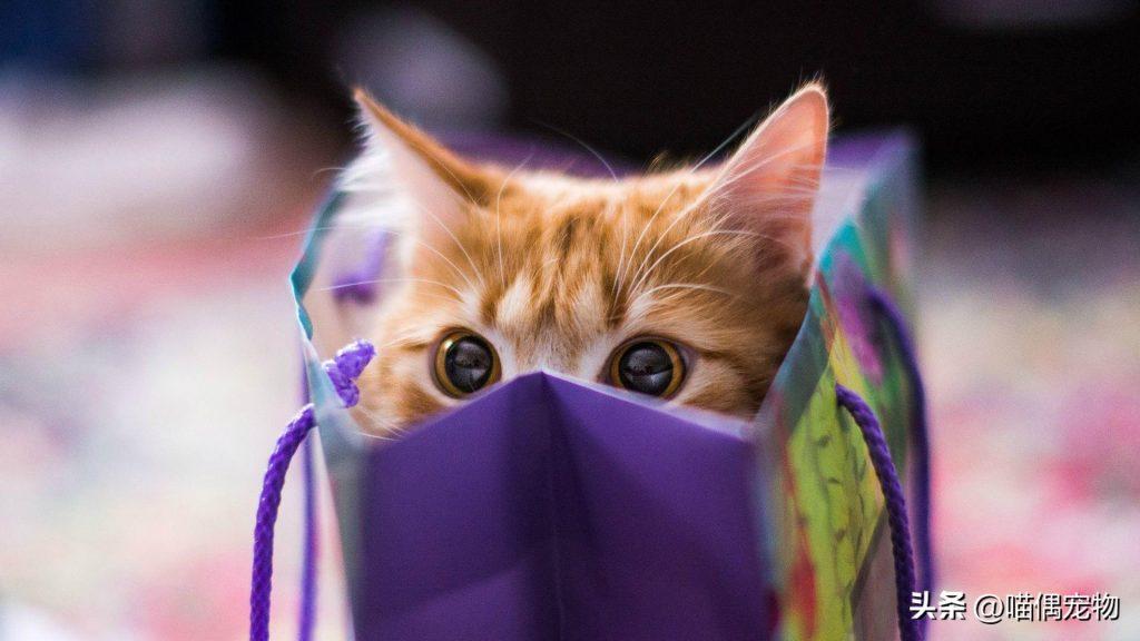 关于如何选择猫粮的疑问及建议(图4)