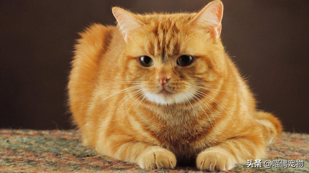 关于如何选择猫粮的疑问及建议(图5)