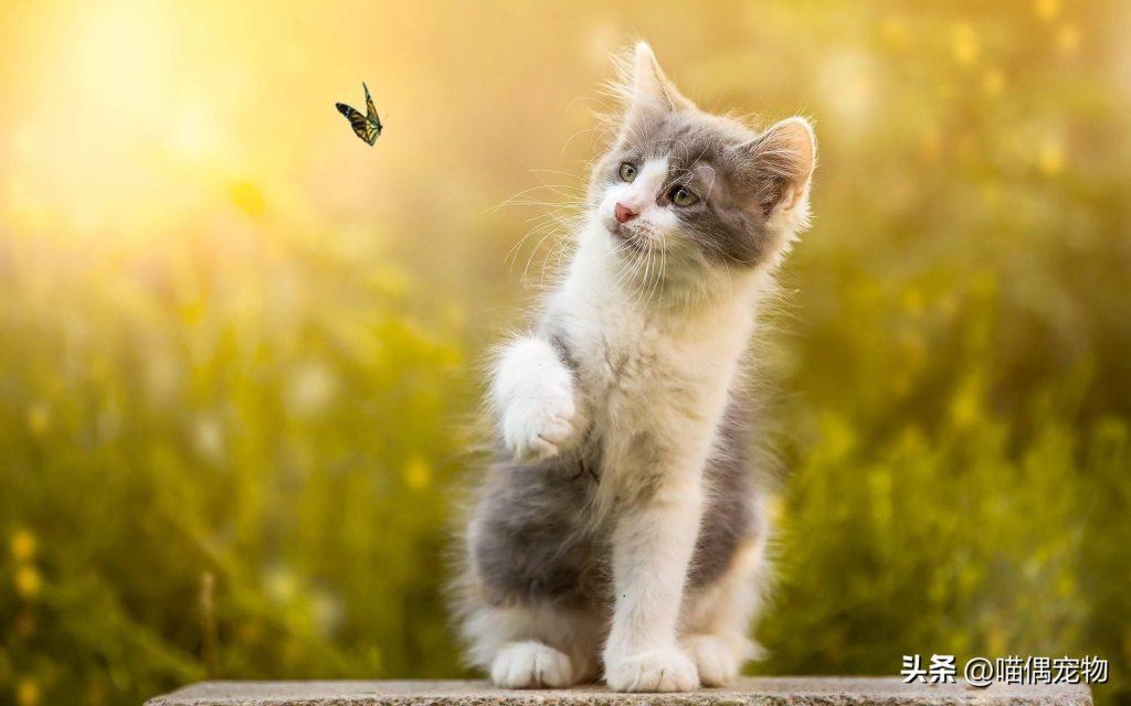 关于如何选择猫粮的疑问及建议(图6)