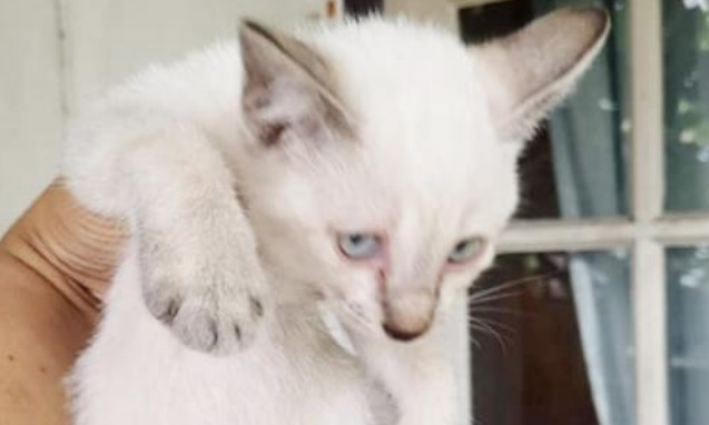 袋子里传出猫叫声，女孩将其打开后，竟发现三只“贵族猫”！(图1)