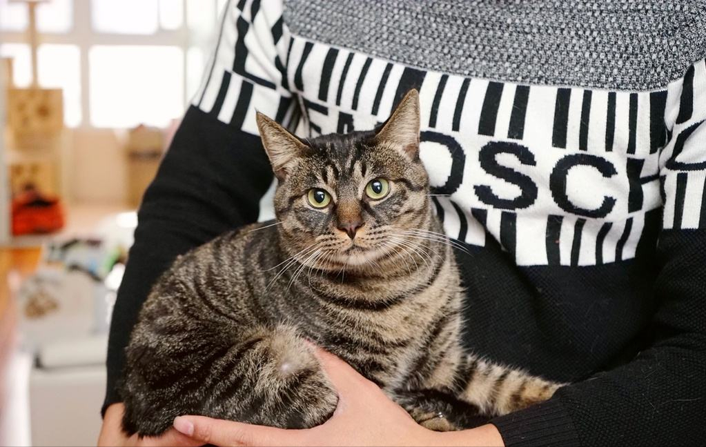 猫界最值得养的6种猫，不仅便宜，还好养(图1)