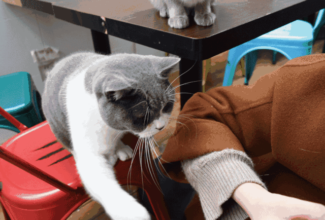 猫界最值得养的6种猫，不仅便宜，还好养(图4)