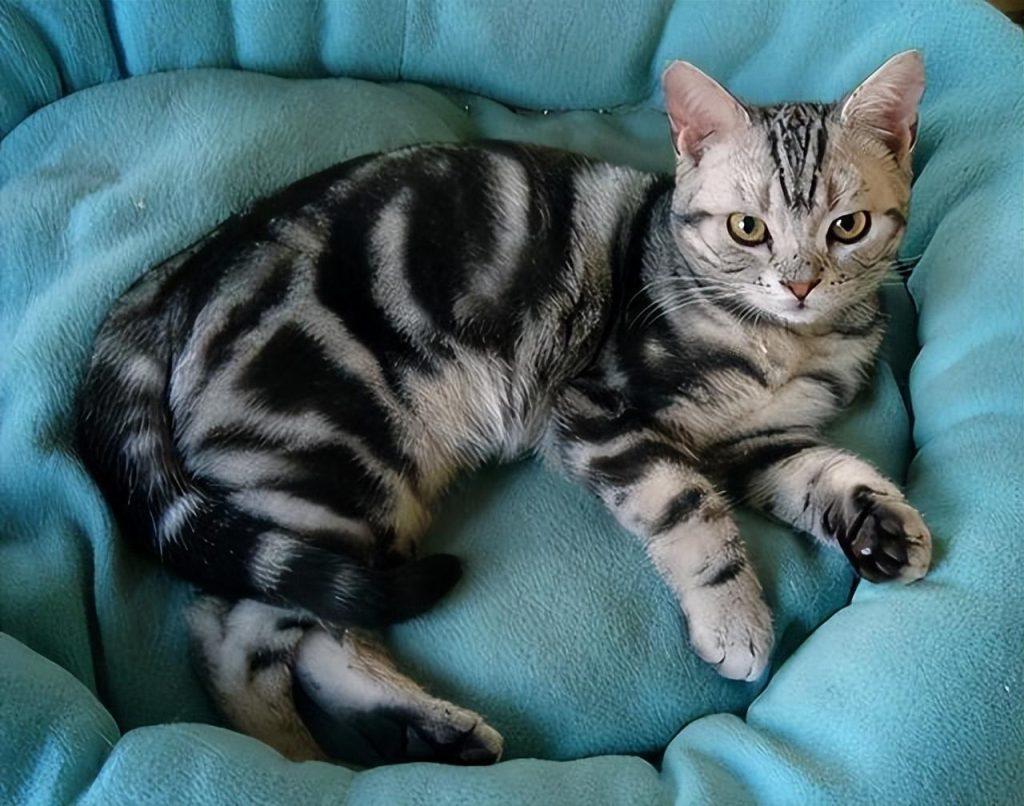 猫界最值得养的6种猫，不仅便宜，还好养(图5)