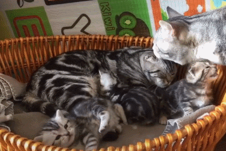 猫界最值得养的6种猫，不仅便宜，还好养(图6)