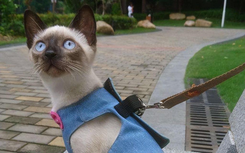 猫界最值得养的6种猫，不仅便宜，还好养(图7)