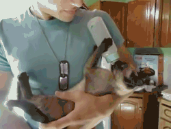 猫界最值得养的6种猫，不仅便宜，还好养(图8)