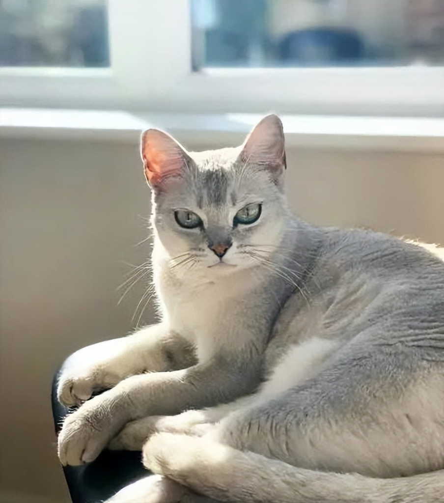 猫界最值得养的6种猫，不仅便宜，还好养(图9)