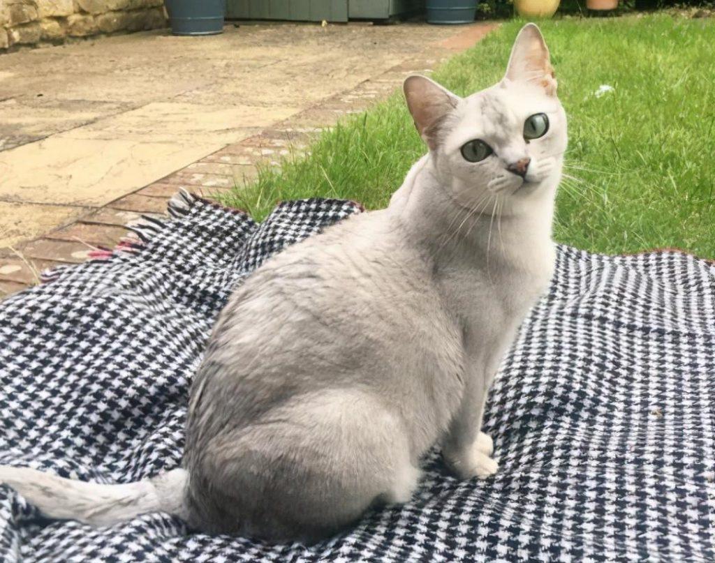 猫界最值得养的6种猫，不仅便宜，还好养(图10)