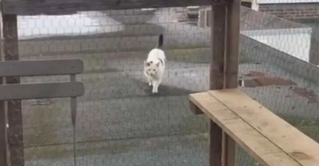 “卑微”猫奴为了讨好倔强流浪猫，斥资建造豪华猫屋，最终...(图1)