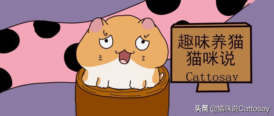 猫出生后的14天最为艰难：3个难题幼猫会遇到(图1)