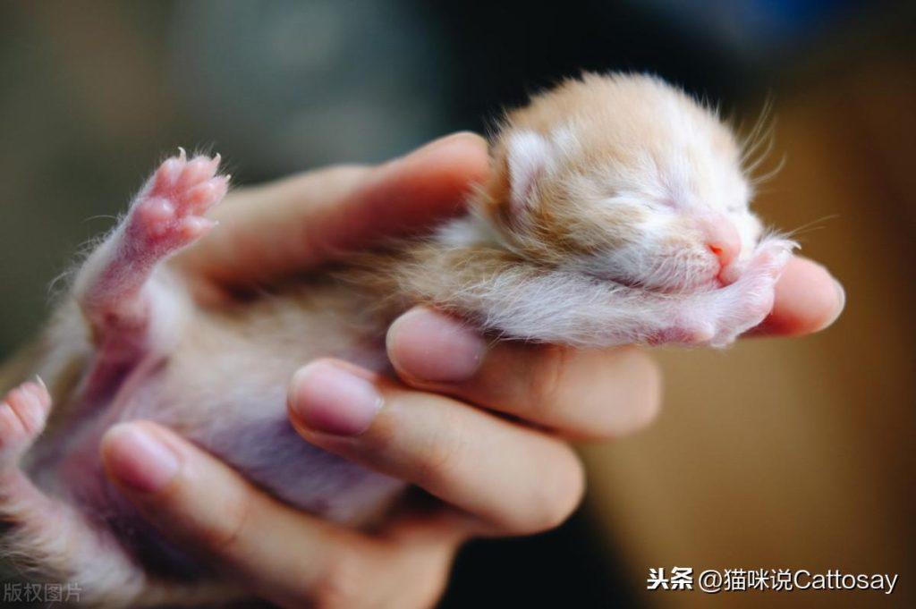 猫出生后的14天最为艰难：3个难题幼猫会遇到(图3)