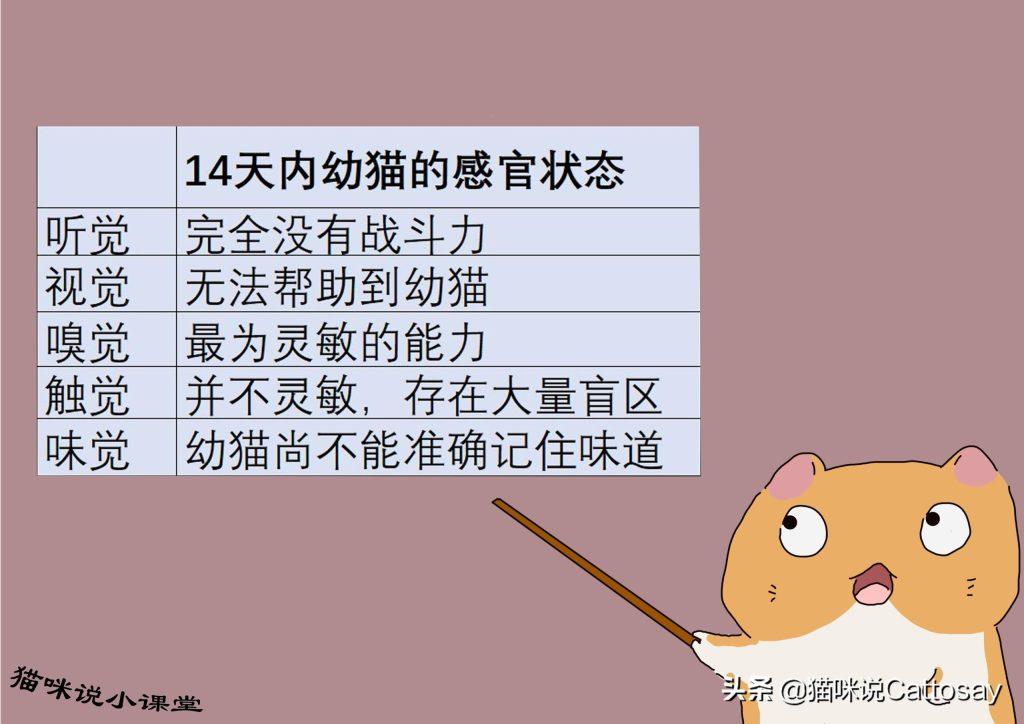 猫出生后的14天最为艰难：3个难题幼猫会遇到(图2)