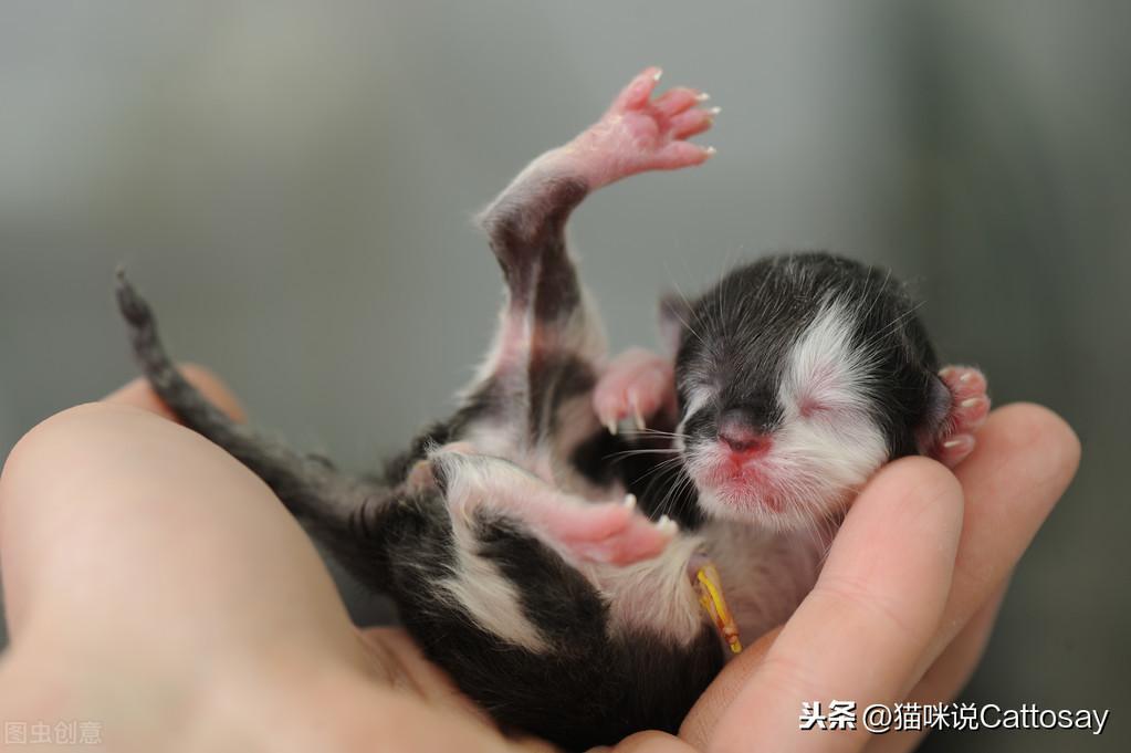 猫出生后的14天最为艰难：3个难题幼猫会遇到(图5)