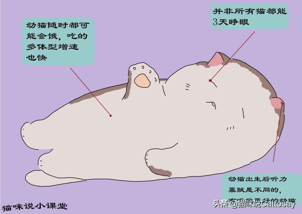 猫出生后的14天最为艰难：3个难题幼猫会遇到(图4)