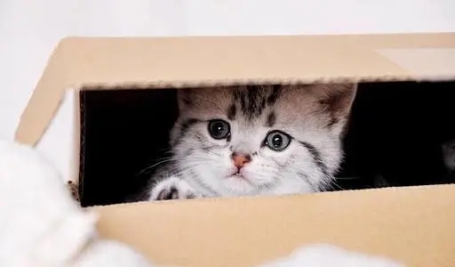 猫咪与男子颇为投缘，4年来结伴四处旅行，如今头戴头盔再次走红(图1)