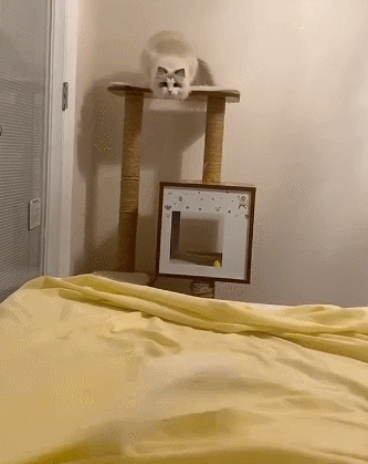 养猫，千万别养布偶猫，是为什么呢？(图1)