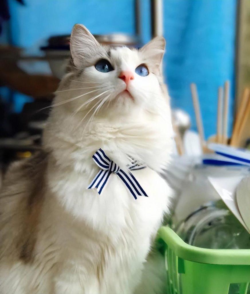 养猫，千万别养布偶猫，是为什么呢？(图2)