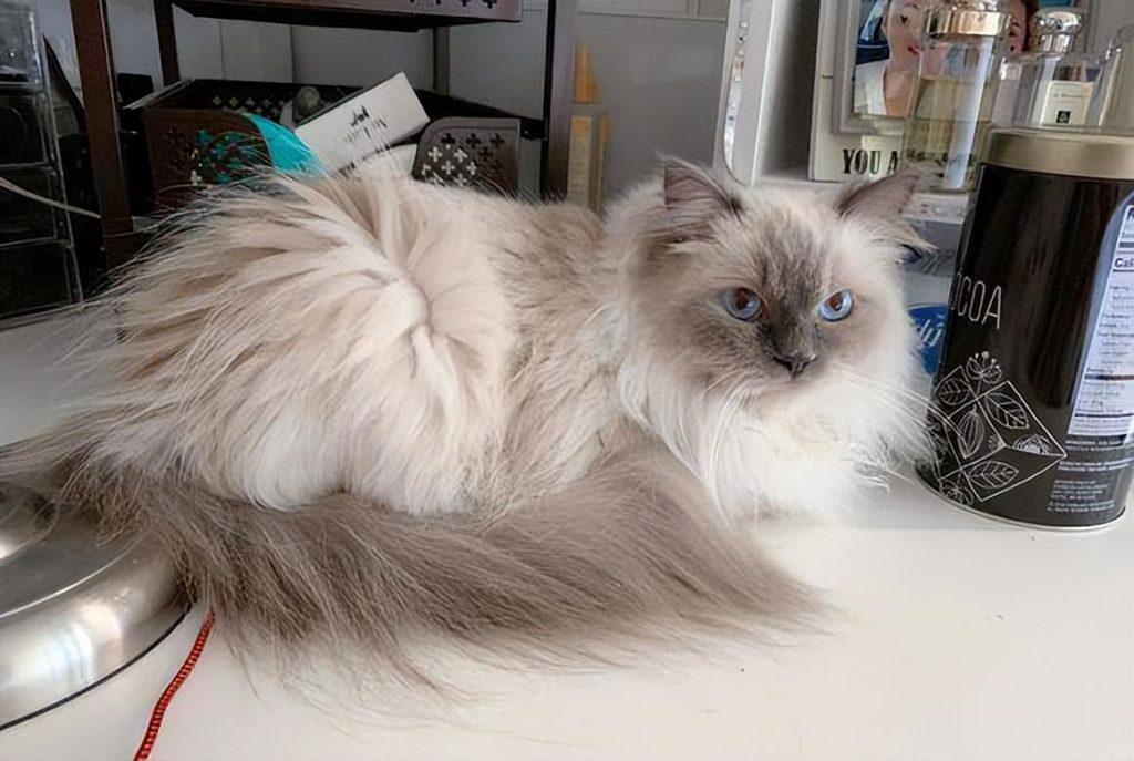 养猫，千万别养布偶猫，是为什么呢？(图3)