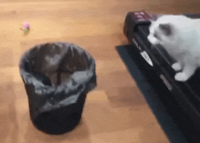 养猫，千万别养布偶猫，是为什么呢？(图4)